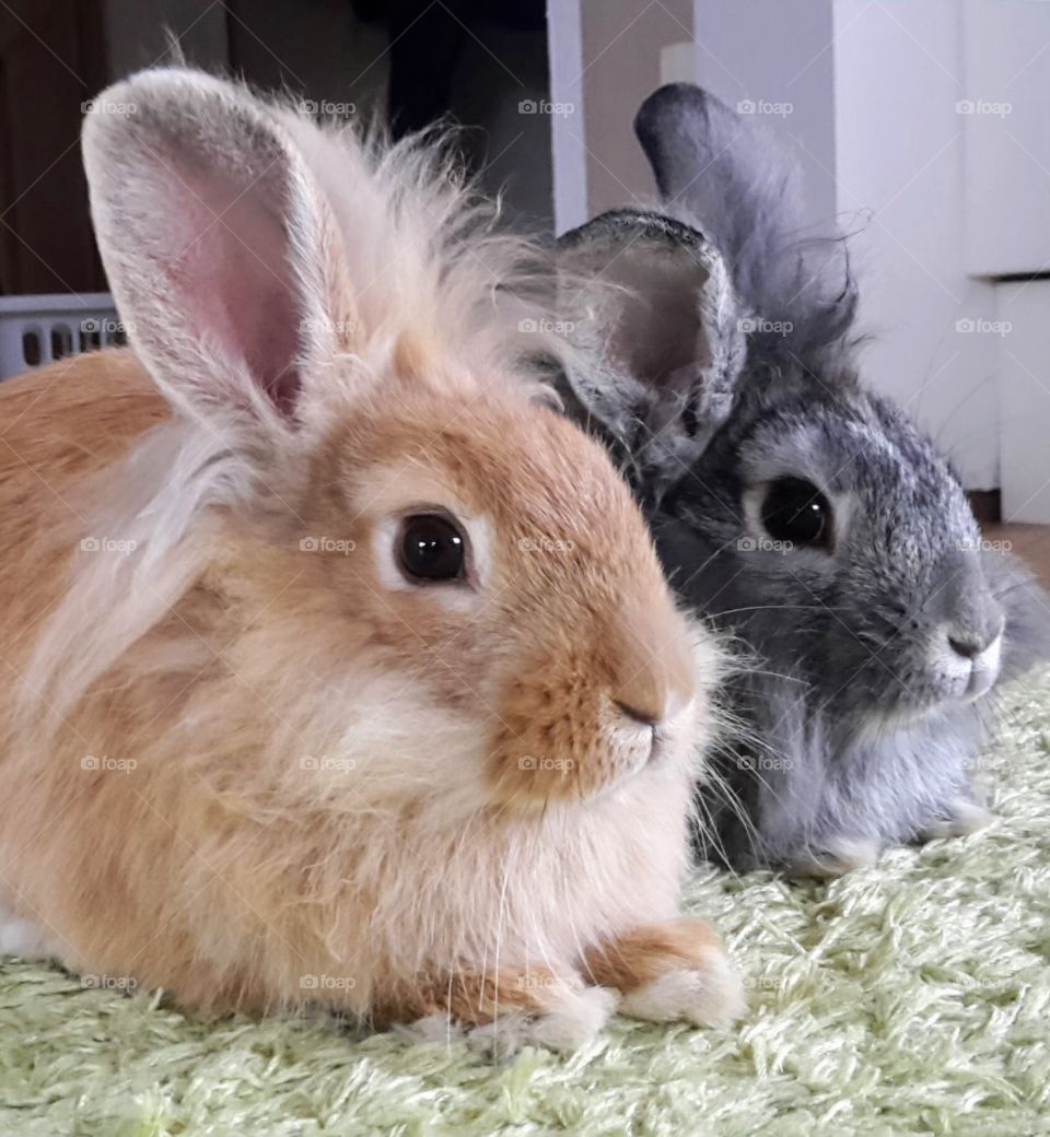 Two rabbit sisters who don’t mind a carrot or two