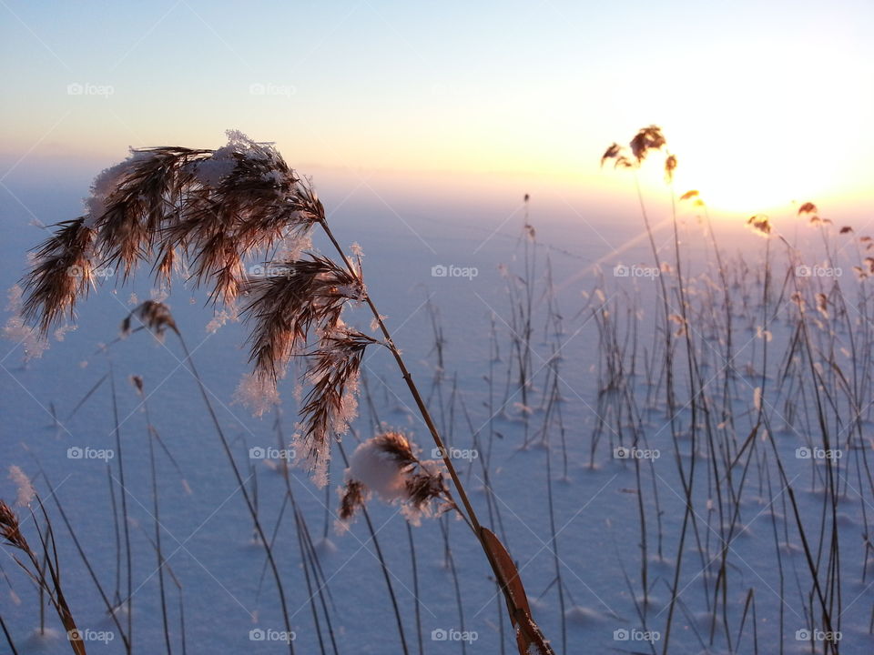 Close-up of snowy grass