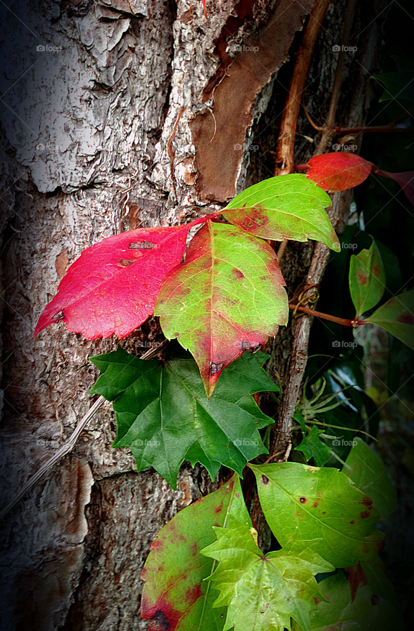 Poison Ivy’s Autumn colorful leaves. 