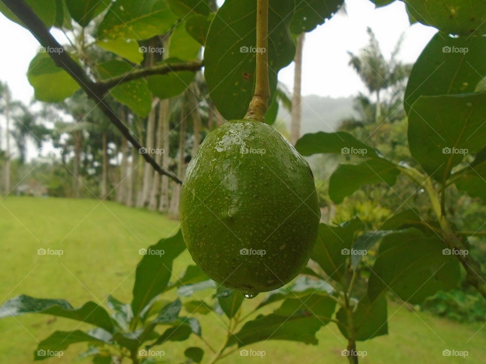 NATURE, PLANT, ENVIRONMENT, TREES.