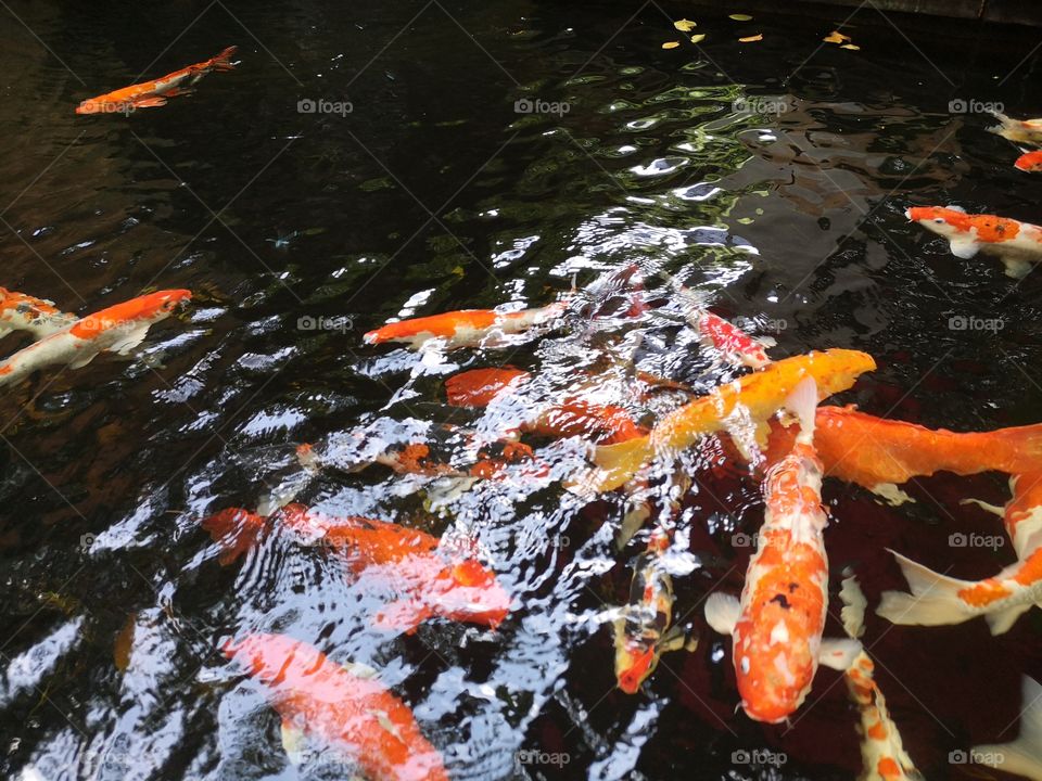 Fancy​ carp​ koi fish​