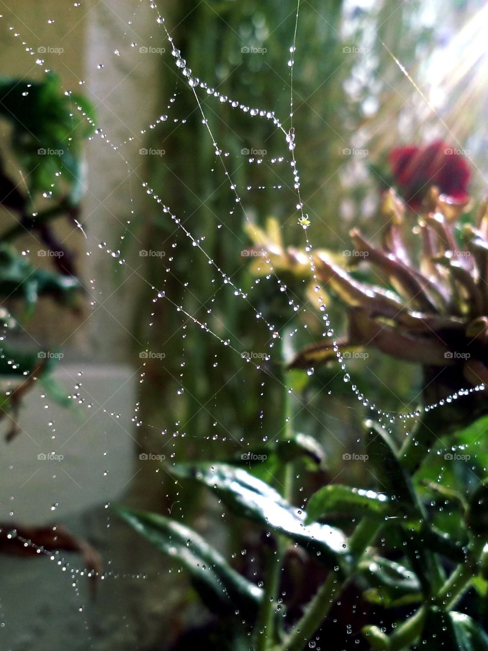 garden web