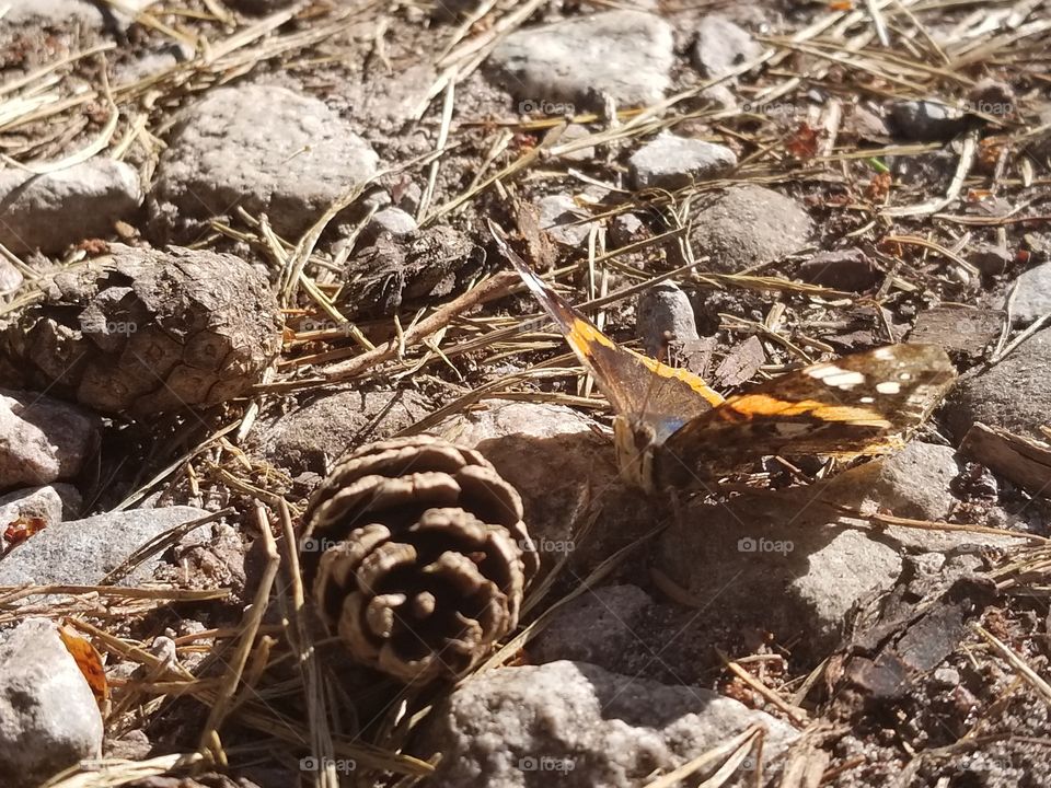 Tortoise-shell butterfly