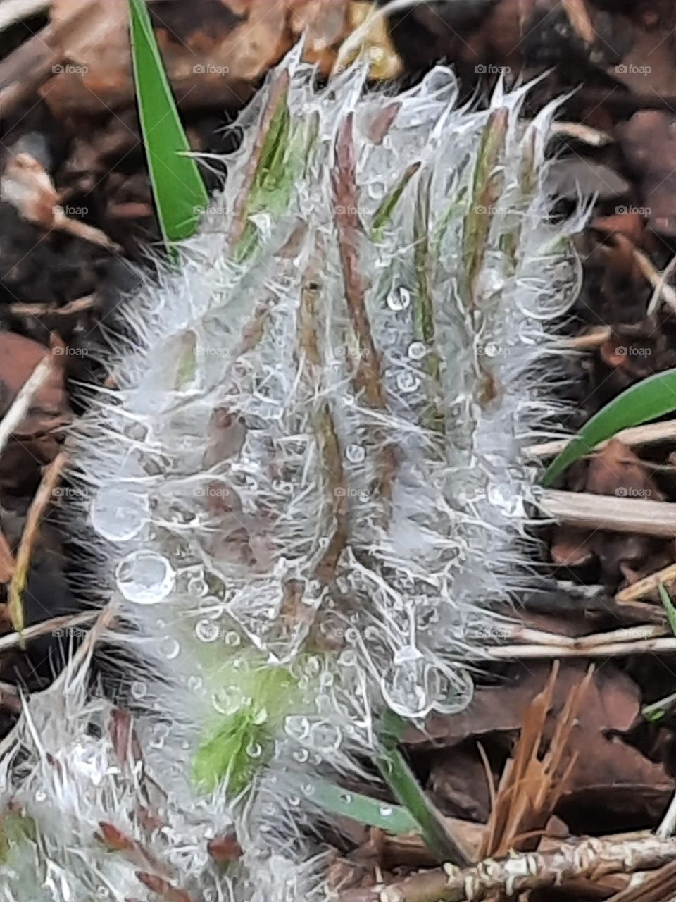 muted colours  - pulsatilla hairy bud covered with rain drops