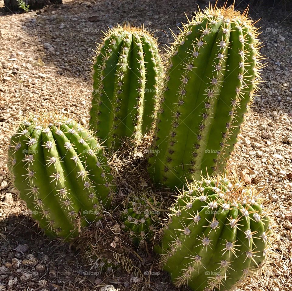 Four Barrel Cacti