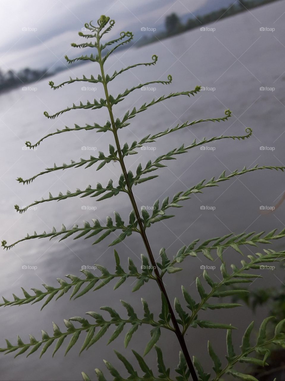Nice hurbs near the River.