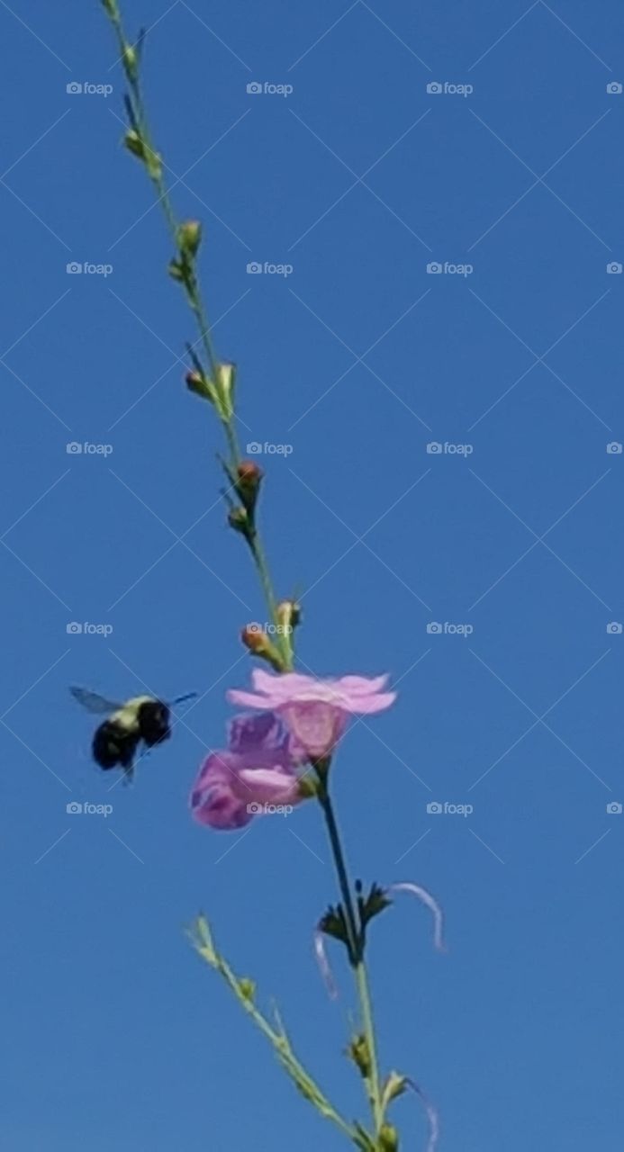 Coming in for a landing