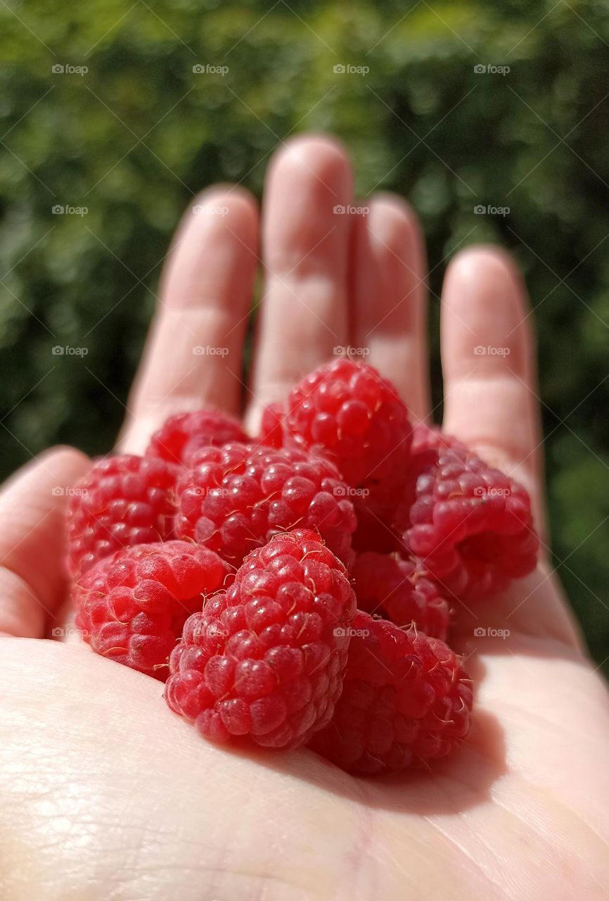 red raspberry berries in the hand summer time, tasty summer food ❤️