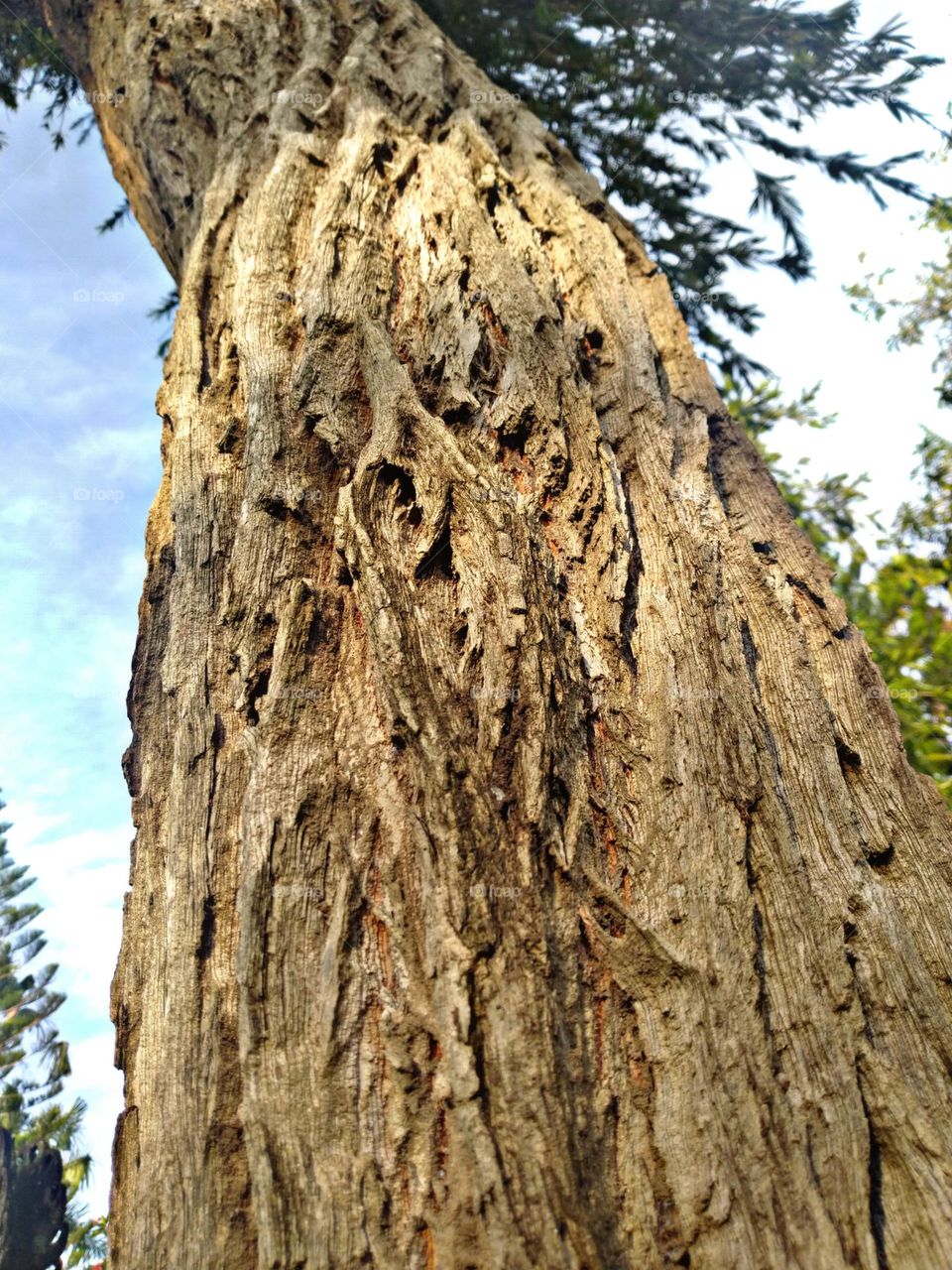 old logs, which are still solid and looking very nice