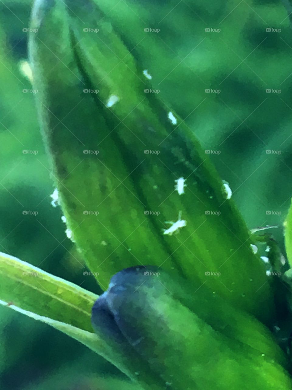 Insects in top of the plant 