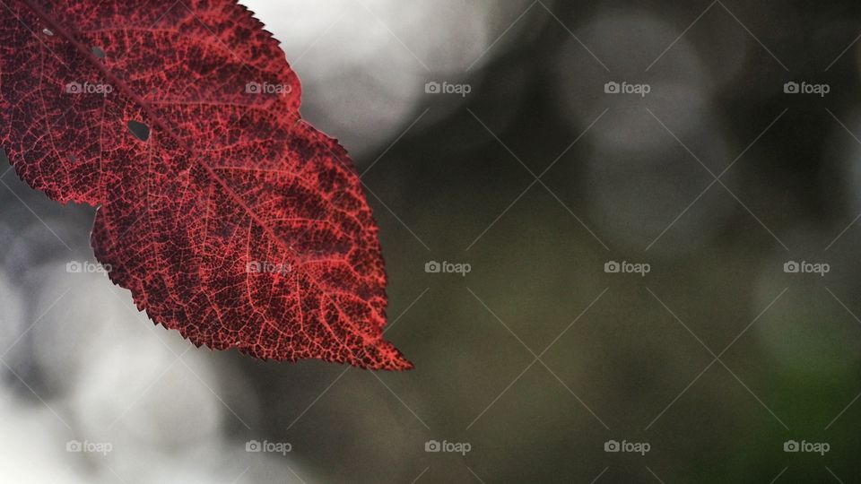 Colores de Otoño
 Autumn colors