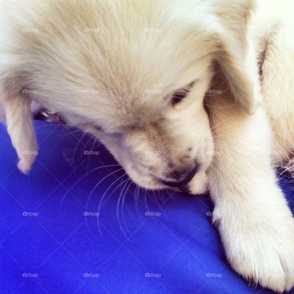 Zoe - Golden Retriever