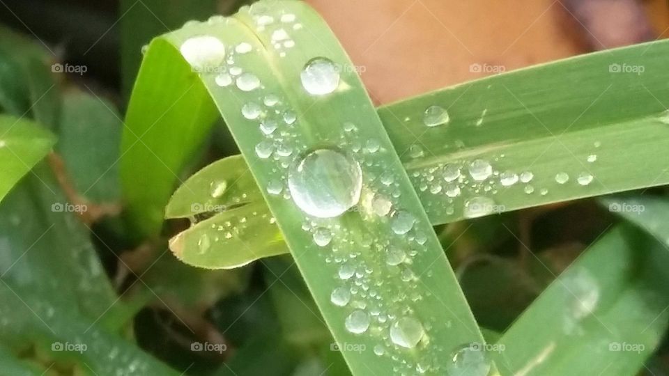 Different size water droplets on blades of green grass after it rained in Florida.