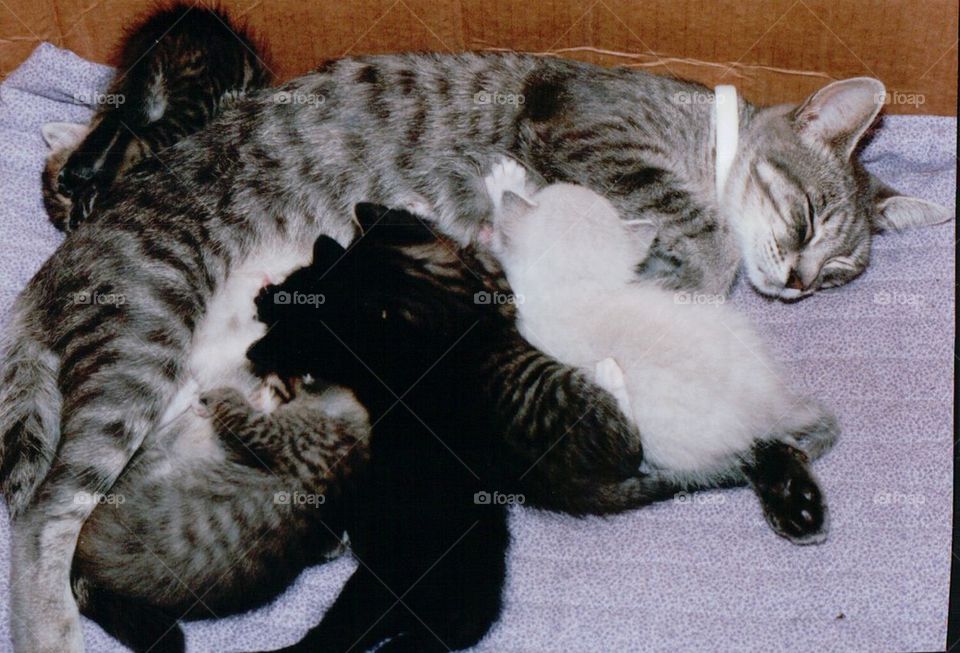 Mama cat with kittens