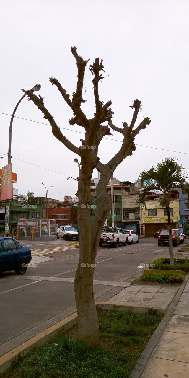 The trees do not die standing