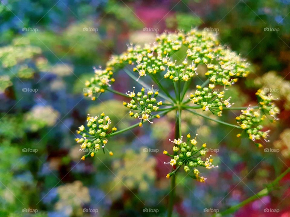 Parsley flower