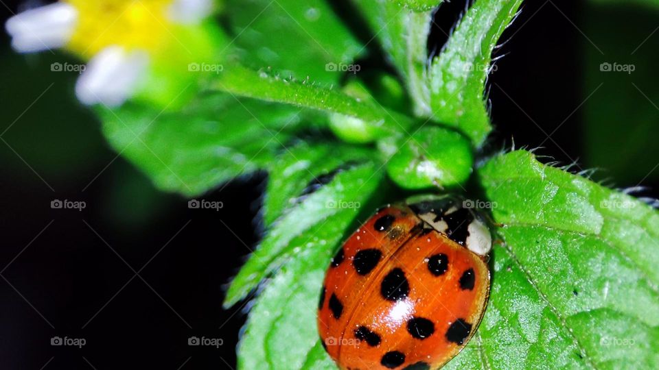 Lady bug on leaf