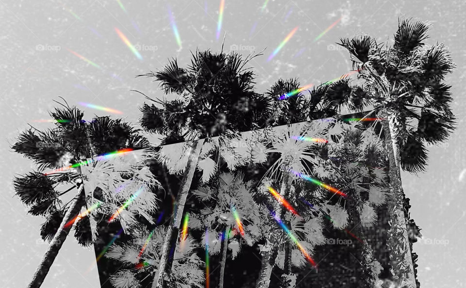 Palm Paradise Collection