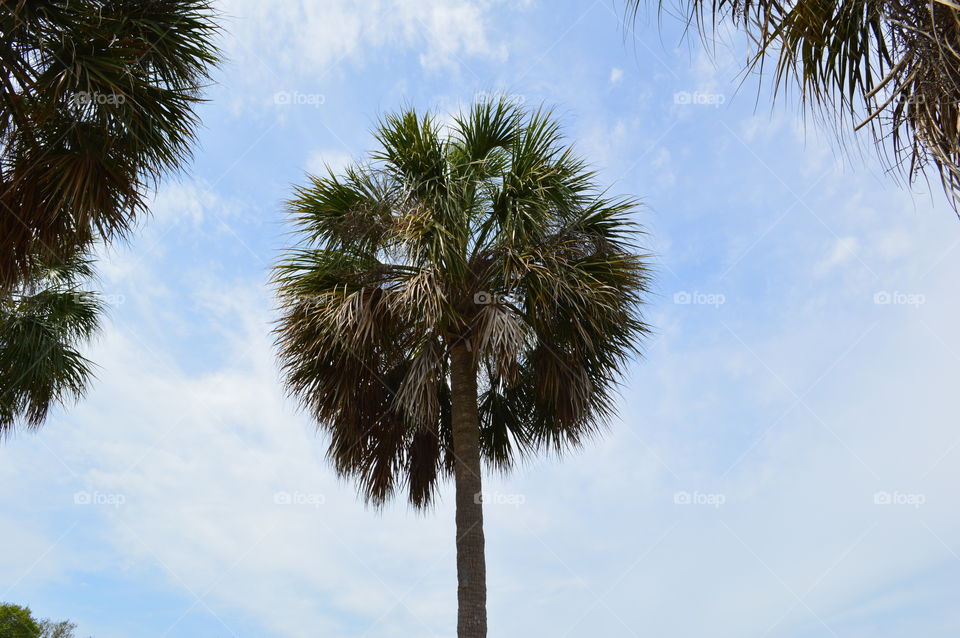Palm Tree Sky
