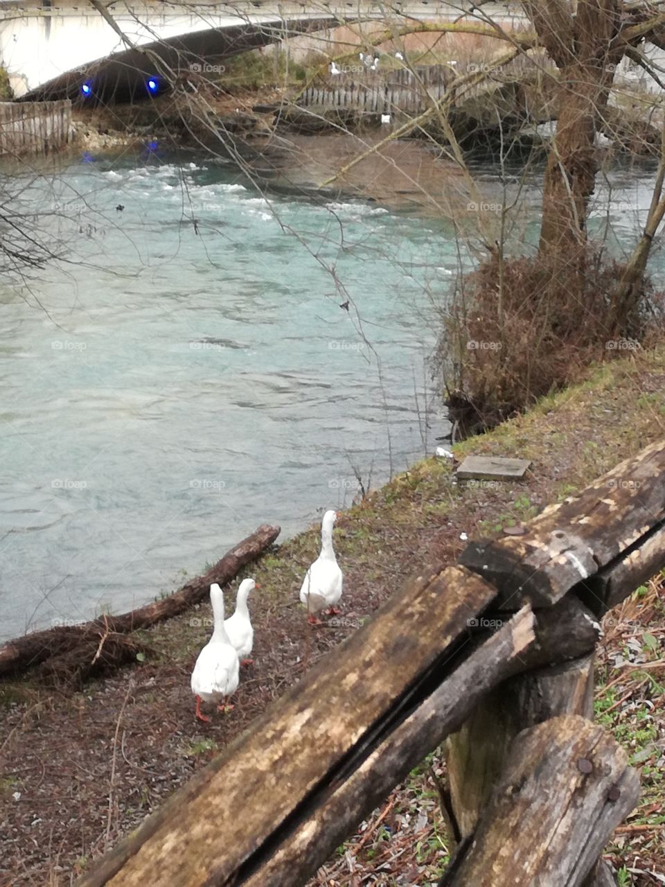 Gooses are going under the bridge to protect themselves from the coming  storm