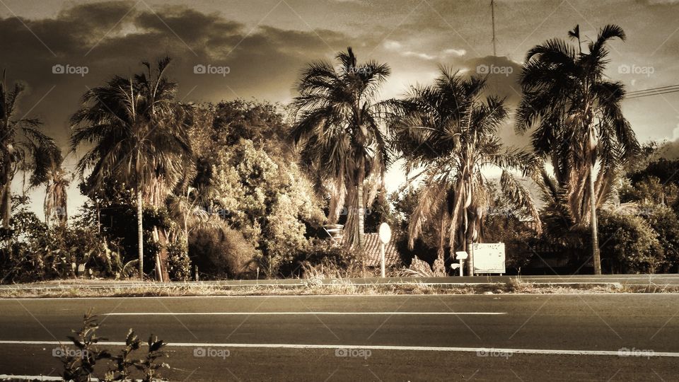 Plano de fundo envelhecido. Asfalto, arvores, coqueiros, casa...