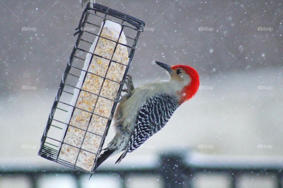 woodpecker at the bird feeder on snowy weather