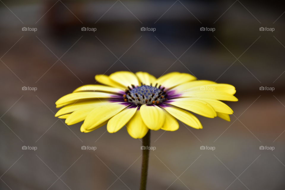 Beautiful yellow flowers close-up