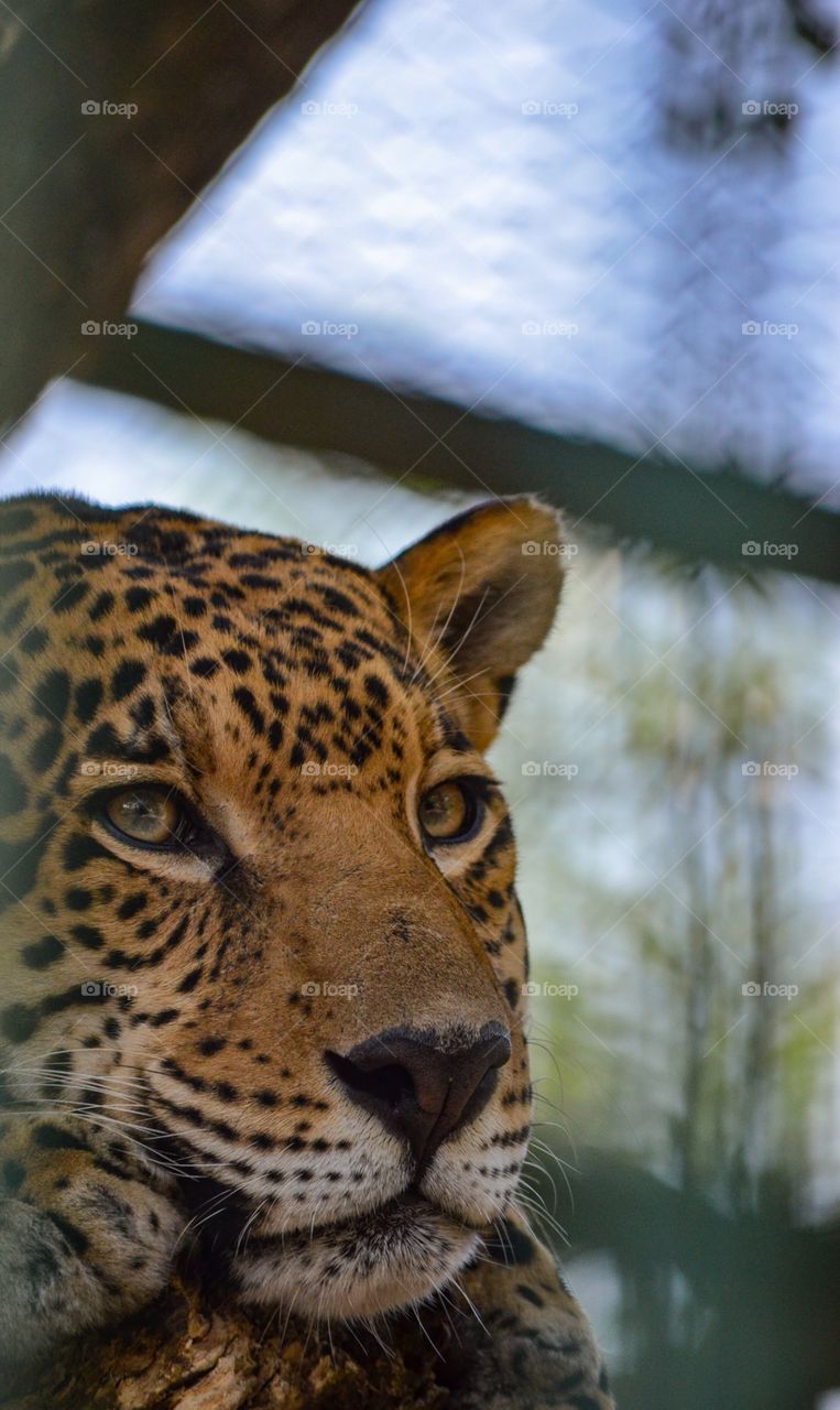  La vida salvaje solo debería recibir disparos de nuestras cámaras fotográficas ... #jaguar /  The wild life only has to receive shots,from our photo cameras 
