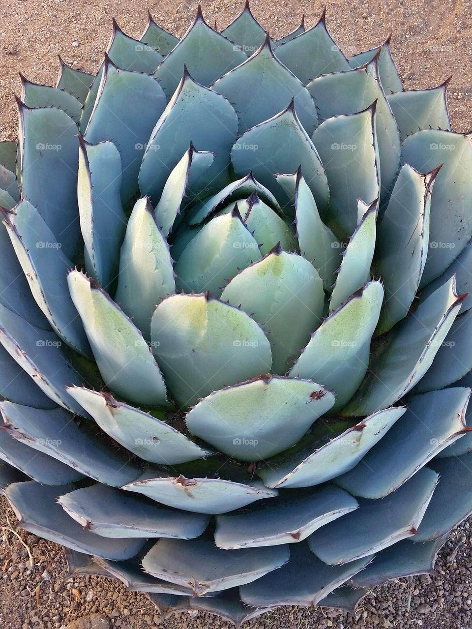 succulent