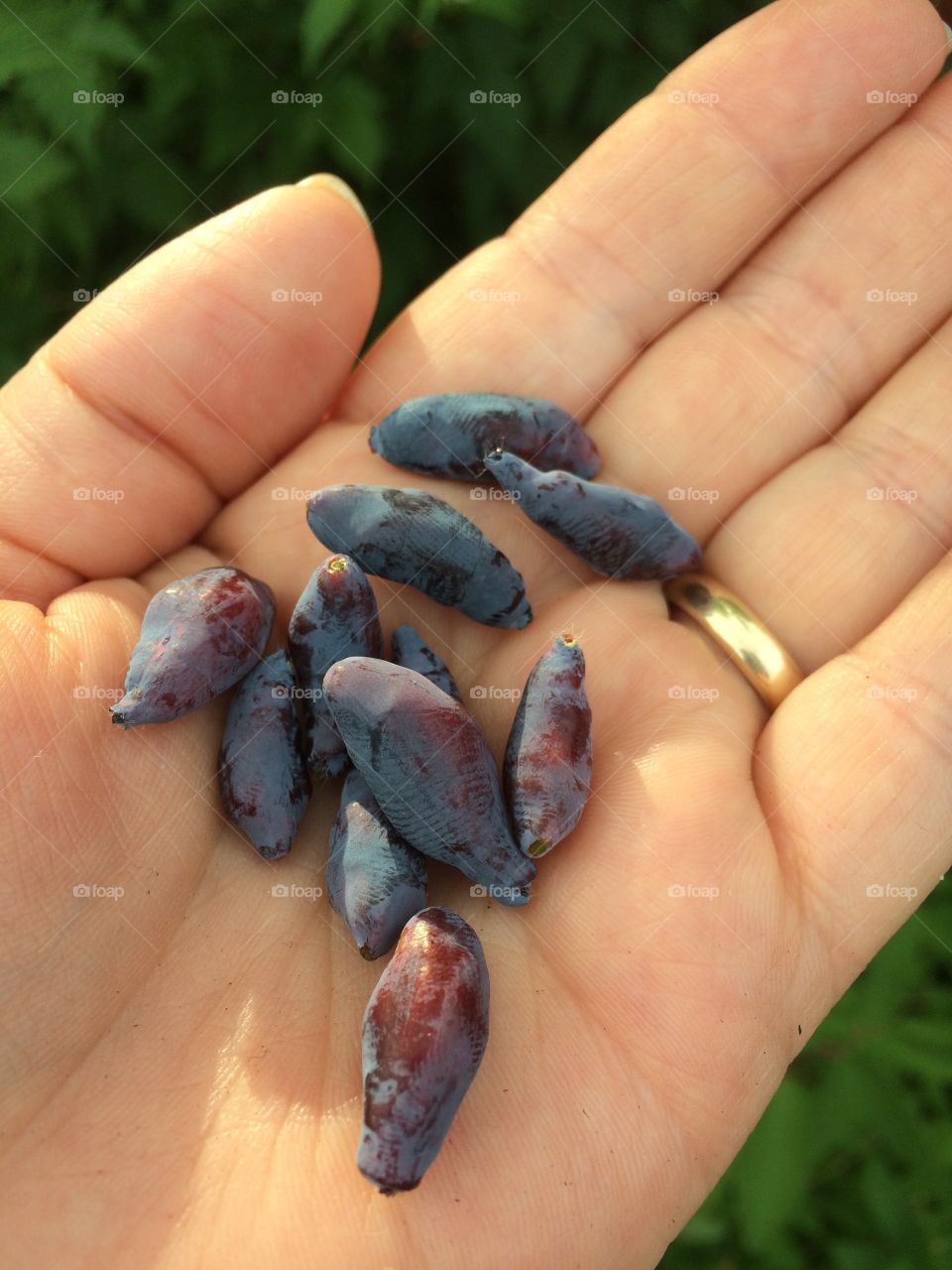 Honey berries in the hand