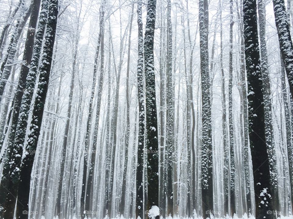 Magical forest in winter