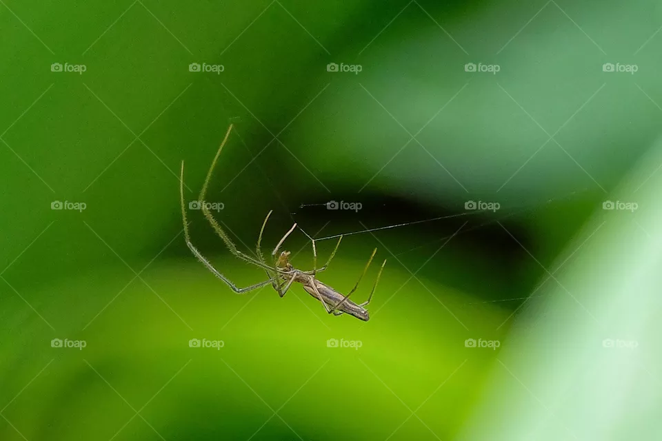 small spider