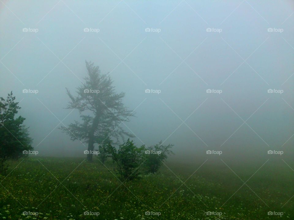 tree in fog