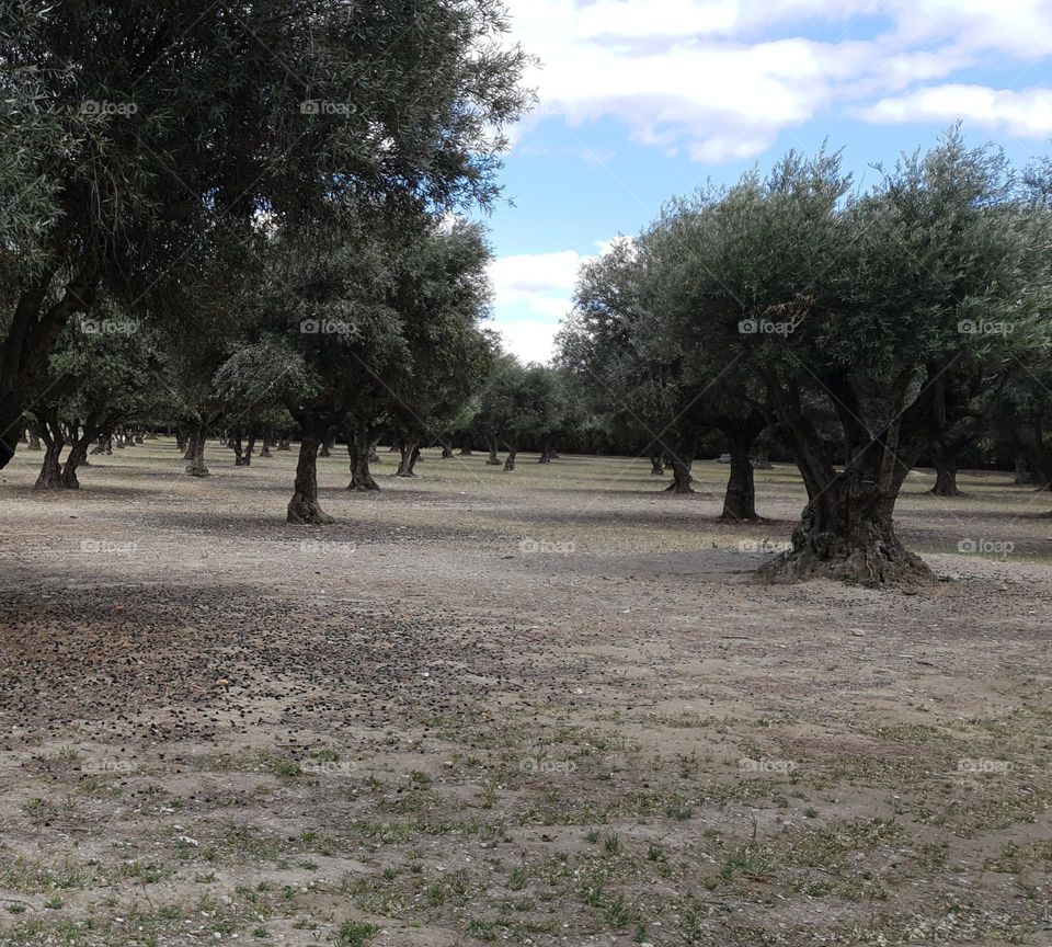 beautiful field of trees in Mostoles spain