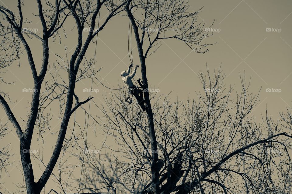 Monochromatic Man Climbing Tree, Tree Removal Service, Cutting Down A Tree With A Chainsaw 