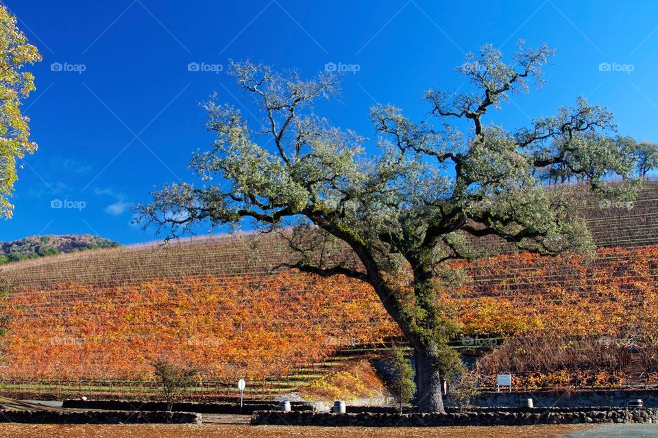 FALL IN SONOMA