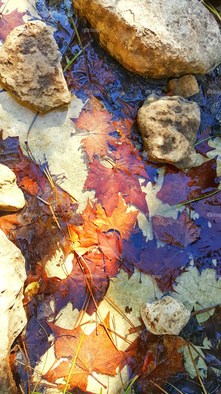 maple leaves immersed in water
