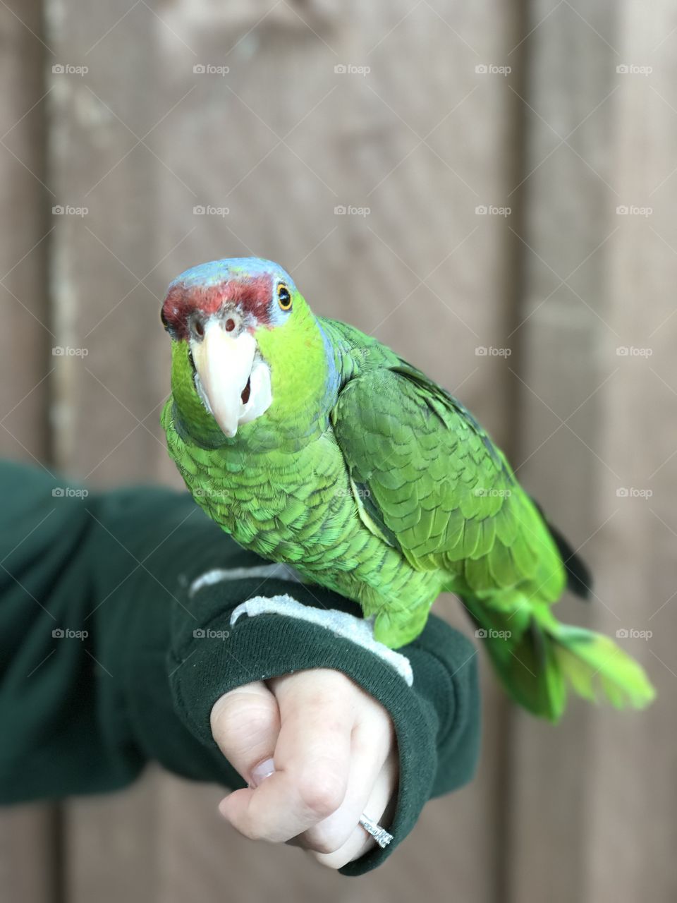 Binga the Amazon Parrot