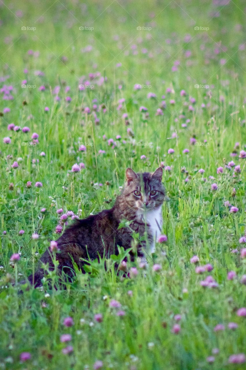 Cats of the USA!