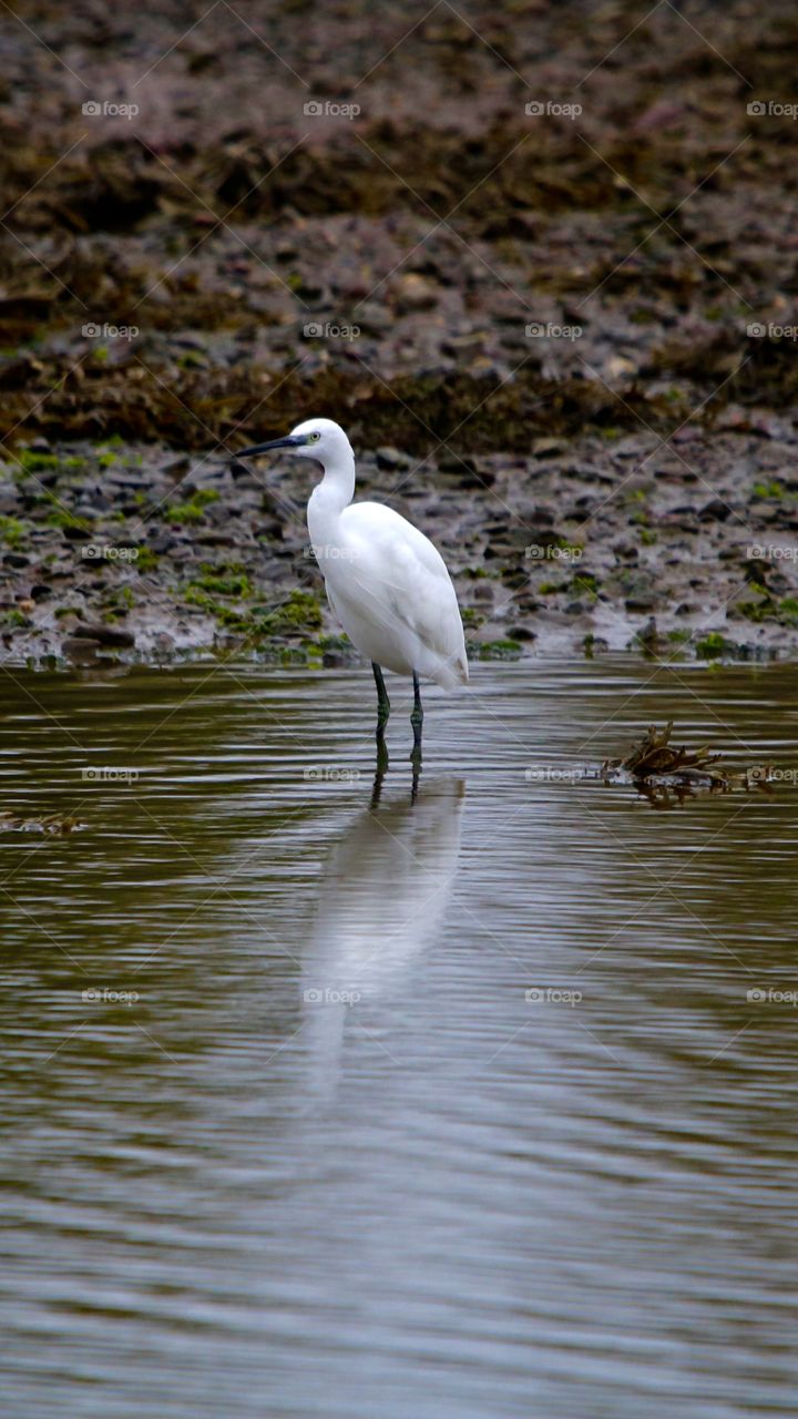 Egret