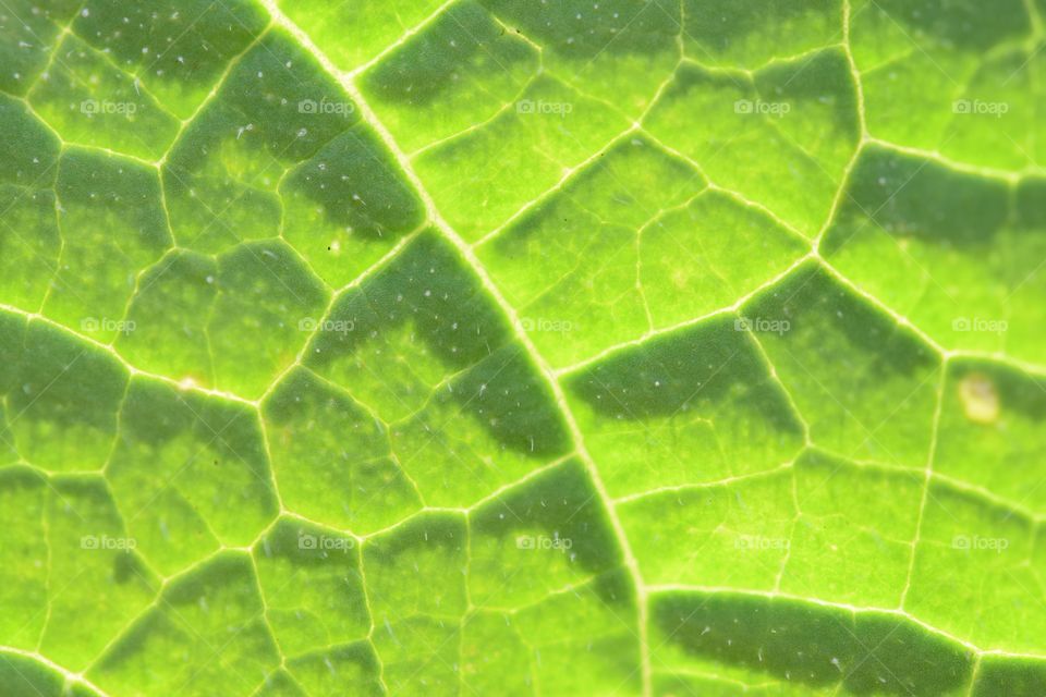 Close shot of leaf