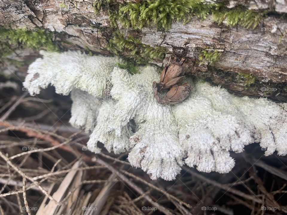A Fungus Growing on a Mossy Log
