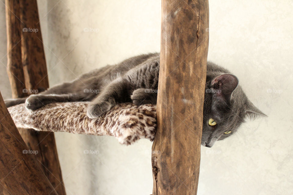 Russian blue cat