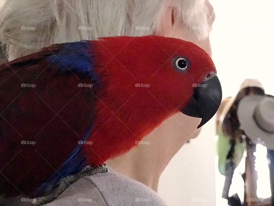 Parrot companion 