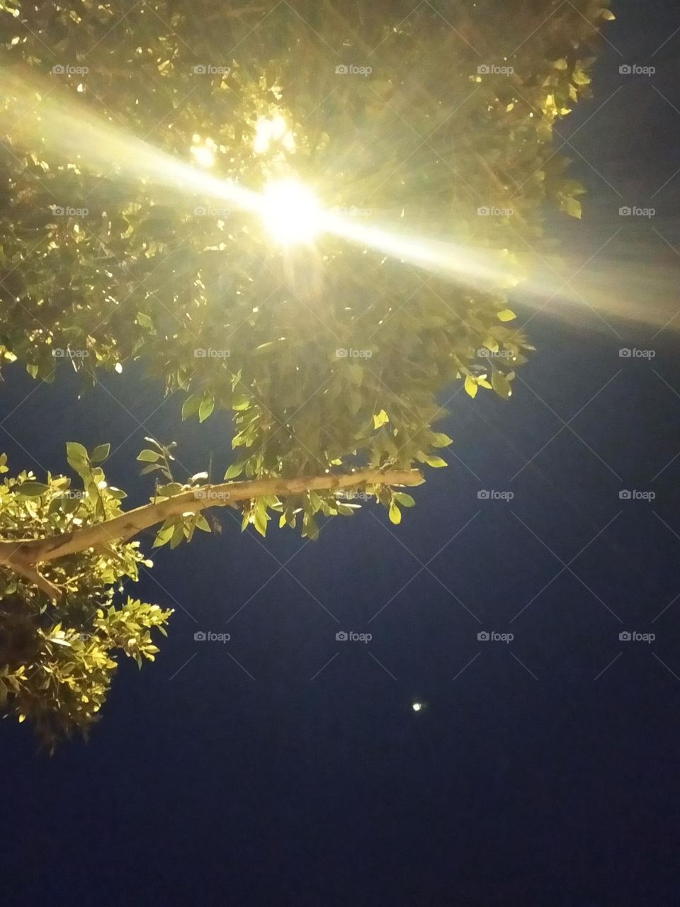 tree under the light