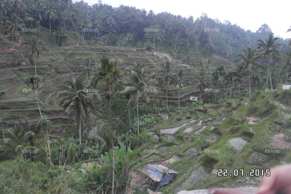 Indonesia Bali Rice Fields