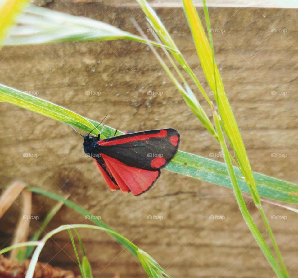 Out for a countryside walk 