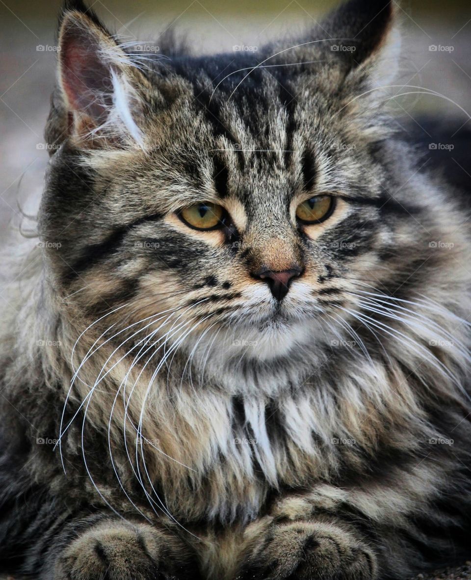 Close-up of tabby cat looking away