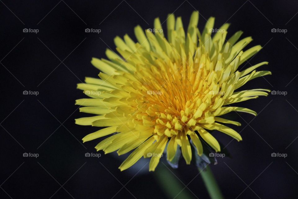 Dandelion in full bloom