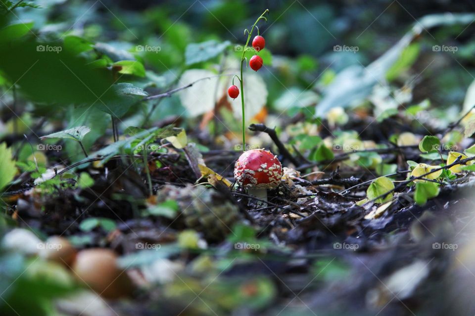 The forest land is rich in various berries and mushrooms. not all of them are edible. for example the red fly agaric in the center of the frame. red berries, possibly lingonberries.